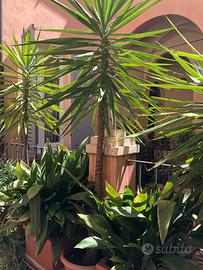 pianta verde - yucca