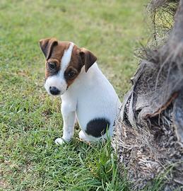 Jack russell terrier