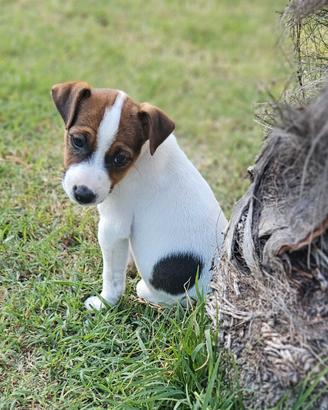 Jack russell terrier