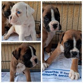 Boxer cuccioli