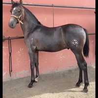 Cavallo Andaluso 3388995775