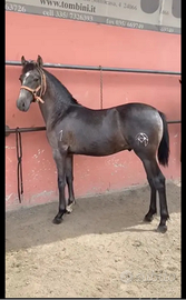 Cavallo Andaluso 3388995775