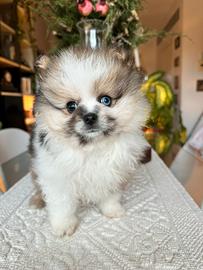 Cucciola spitz merle occhio azzurro