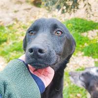 Cucciola misto labrador