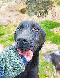 Cucciola misto labrador