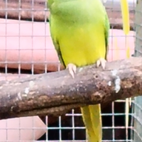 Parrocchetti dal collare