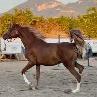 Puledra Araba