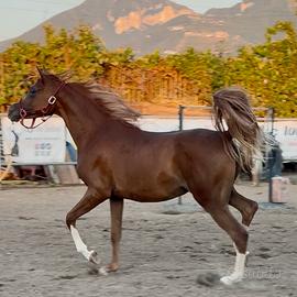 Puledra Araba da show