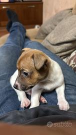 Cucciolo di jack russell