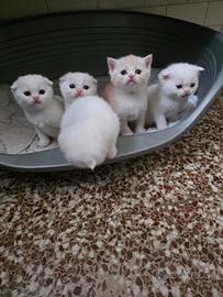 Scottish fold e scottisch straight