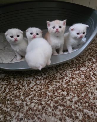 Scottish fold e scottisch straight