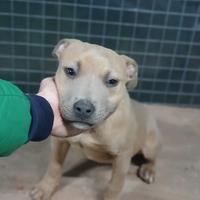 Pitbull