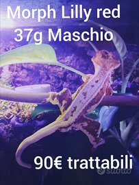 Rana,Ciliatus,Constrictor