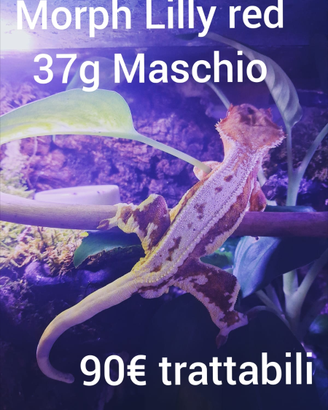 Rana,Ciliatus,Constrictor