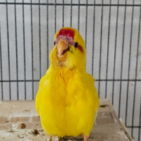 Kakariki allevati a mano