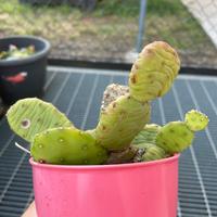 Cactus pianta da esterno