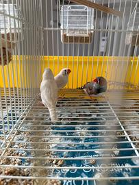 Diamantini Mandarino