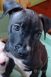 Cucciolo American Pitbull terrier