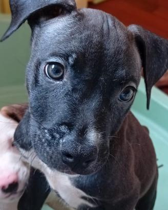Cucciolo American Pitbull terrier