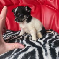 Chihuahua femmina tricolore 70 giorni toy