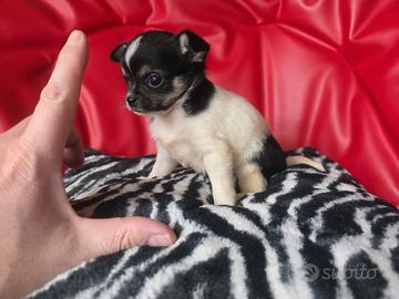 Chihuahua femmina tricolore 70 giorni toy