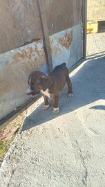 Cuccioli di segugio maremmano