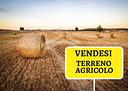 terreno-agricolo-pietracatella