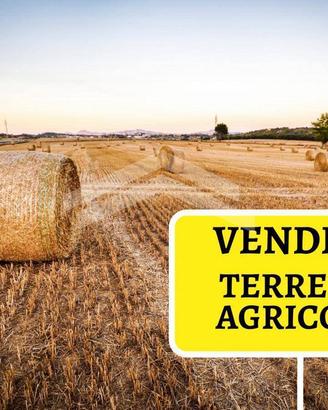Terreno Agricolo - Pietracatella