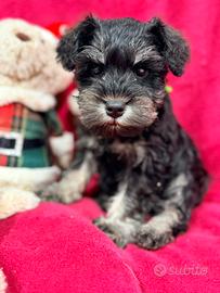 Cuccioli schnauzer nan nero argento