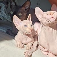 Gattino Sphynx occhi azzurri