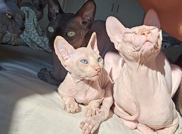 Gattino Sphynx occhi azzurri