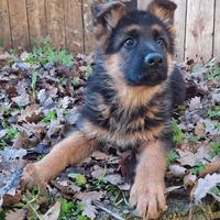 Cuccioli di Pastore Tedesco