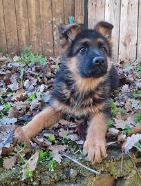 Cuccioli di Pastore Tedesco