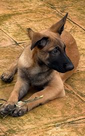 Pastore belga malinois