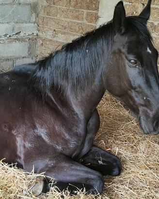 cavallo puro sangue nero
