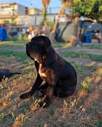 Mastino napoletano