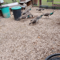 Pavoni maschi e femmine