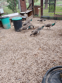 Pavoni maschi e femmine