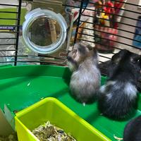 Cuccioli criceti dorato europeo