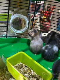 Cuccioli criceti dorato europeo