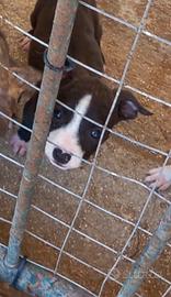 Amstaff