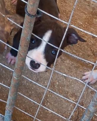 Amstaff