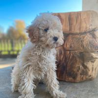 Cucciolo di barboncino