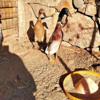 Anatre polli galline