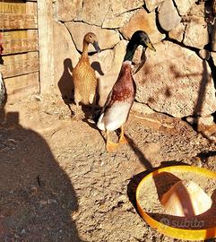 Anatre polli galline