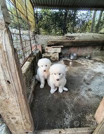 Pastore abruzzese