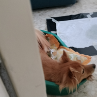 Cane volpino italiano