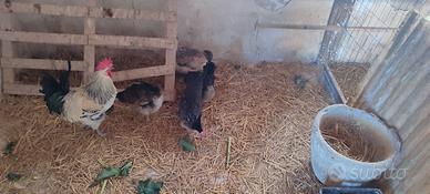 Val platani, cornuta u.o.va