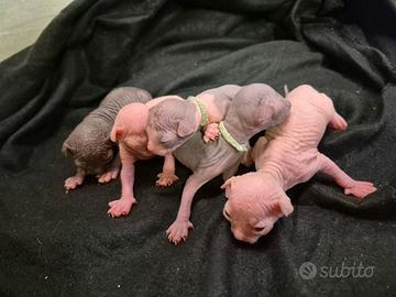 Sphynx 3 mesi ped italiano