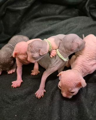 Sphynx 3 mesi ped italiano
